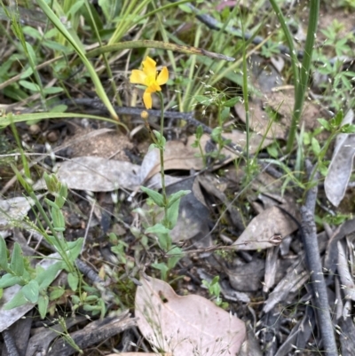 Hypericum gramineum (Small St Johns Wort) at Mount Jerrabomberra QP - 30 Oct 2021 by Steve_Bok