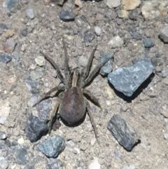 Unidentified Spider (Araneae) at Yarralumla, ACT - 30 Oct 2021 by LD12