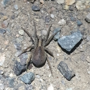 Lycosidae (family) at Yarralumla, ACT - 30 Oct 2021 09:38 PM