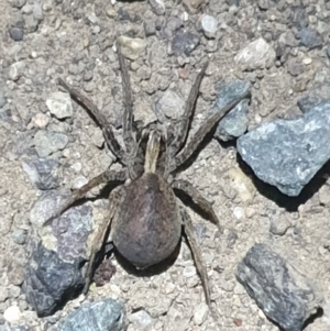 Lycosidae (family) at Yarralumla, ACT - 30 Oct 2021 09:38 PM