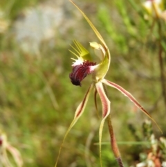 Caladenia atrovespa at Kambah, ACT - 30 Oct 2021