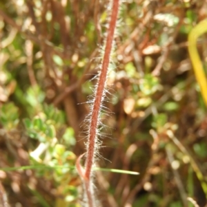 Caladenia atrovespa at Kambah, ACT - 30 Oct 2021