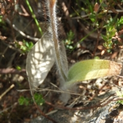 Caladenia atrovespa at Kambah, ACT - 30 Oct 2021