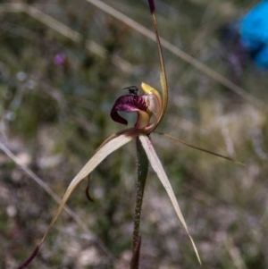 Caladenia montana at Rendezvous Creek, ACT - suppressed