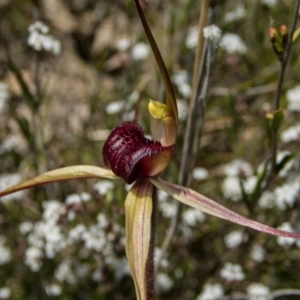 Caladenia montana at Rendezvous Creek, ACT - suppressed