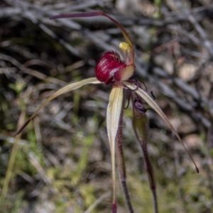 Caladenia montana at Rendezvous Creek, ACT - suppressed