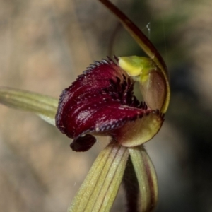 Caladenia montana at Rendezvous Creek, ACT - suppressed