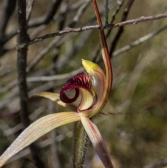 Caladenia montana at Rendezvous Creek, ACT - suppressed