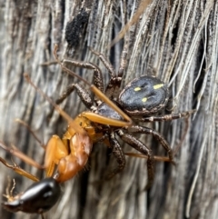 Tharpyna campestrata (Country Crab Spider) at Jerrabomberra, NSW - 30 Oct 2021 by SteveBorkowskis