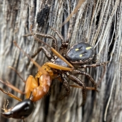 Tharpyna campestrata (Country Crab Spider) at Mount Jerrabomberra QP - 30 Oct 2021 by Steve_Bok