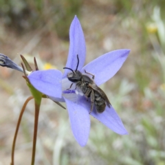 Lasioglossum (Chilalictus) sp. (genus & subgenus) (Halictid bee) at Mount Taylor - 30 Oct 2021 by MatthewFrawley