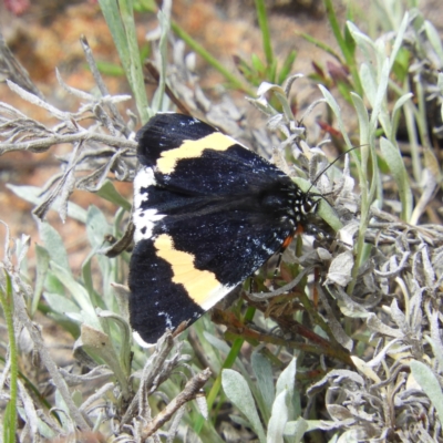 Eutrichopidia latinus (Yellow-banded Day-moth) at Kambah, ACT - 30 Oct 2021 by MatthewFrawley