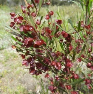 Dodonaea viscosa at Kambah, ACT - 30 Oct 2021