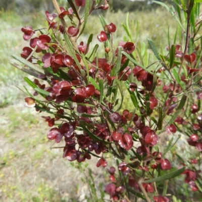 Dodonaea viscosa (Hop Bush) at Kambah, ACT - 30 Oct 2021 by MatthewFrawley