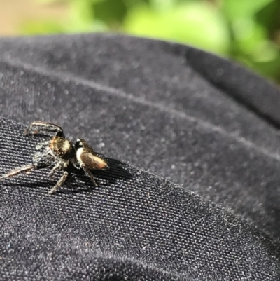 Opisthoncus nigrofemoratus (Black-thighed jumper) at Curtin, ACT - 30 Oct 2021 by Tapirlord