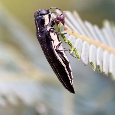 Agrilus hypoleucus (Hypoleucus jewel beetle) at Jerrabomberra, NSW - 30 Oct 2021 by SteveBorkowskis