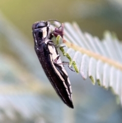 Agrilus hypoleucus at Jerrabomberra, NSW - 30 Oct 2021