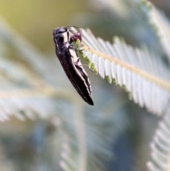 Agrilus hypoleucus at Jerrabomberra, NSW - 30 Oct 2021