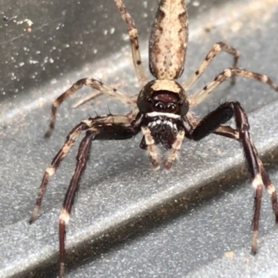 Helpis minitabunda (Threatening jumping spider) at Curtin, ACT - 30 Oct 2021 by Tapirlord