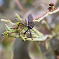 Rhinotia phoenicoptera at Jerrabomberra, NSW - 30 Oct 2021