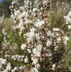 Kunzea parvifolia (Violet Kunzea) at Mount Taylor - 30 Oct 2021 by MatthewFrawley