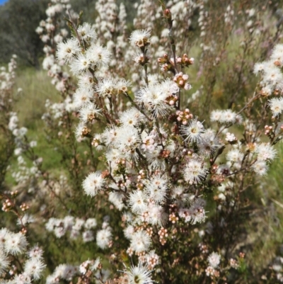 Kunzea parvifolia (Violet Kunzea) at Mount Taylor - 30 Oct 2021 by MatthewFrawley