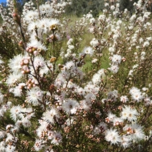 Kunzea parvifolia at Kambah, ACT - 30 Oct 2021