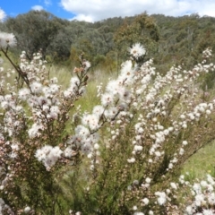 Kunzea parvifolia at Kambah, ACT - 30 Oct 2021