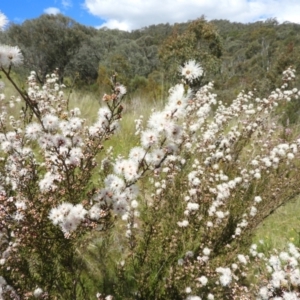 Kunzea parvifolia at Kambah, ACT - 30 Oct 2021 03:41 PM