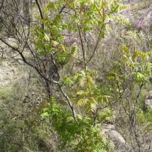 Pistacia chinensis at Kambah, ACT - 30 Oct 2021 03:42 PM