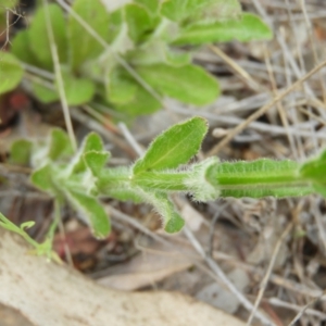 Wahlenbergia stricta subsp. stricta at Kambah, ACT - 30 Oct 2021 03:00 PM