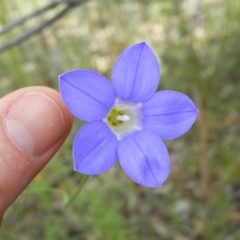 Wahlenbergia stricta subsp. stricta at Kambah, ACT - 30 Oct 2021 03:00 PM