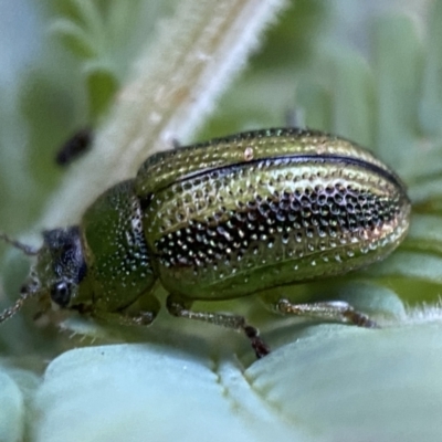 Calomela vittata (Acacia leaf beetle) at Jerrabomberra, NSW - 30 Oct 2021 by SteveBorkowskis