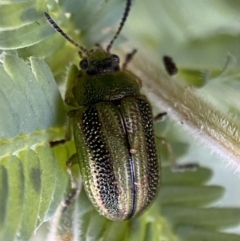 Calomela parilis at Jerrabomberra, NSW - 30 Oct 2021