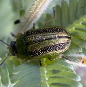 Calomela parilis at Jerrabomberra, NSW - 30 Oct 2021