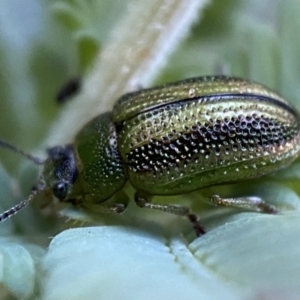 Calomela parilis at Jerrabomberra, NSW - 30 Oct 2021