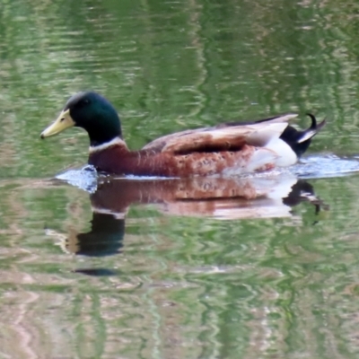 Anas platyrhynchos (Mallard (Domestic Type)) at Isabella Plains, ACT - 30 Oct 2021 by RodDeb