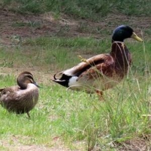 Anas platyrhynchos at Isabella Plains, ACT - 30 Oct 2021 12:07 PM