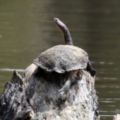 Chelodina longicollis (Eastern Long-necked Turtle) at Upper Stranger Pond - 30 Oct 2021 by RodDeb
