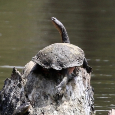 Chelodina longicollis (Eastern Long-necked Turtle) at Isabella Plains, ACT - 30 Oct 2021 by RodDeb