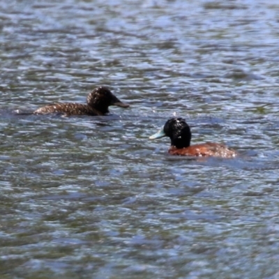 Oxyura australis (Blue-billed Duck) at Isabella Plains, ACT - 30 Oct 2021 by RodDeb