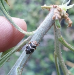 Bathyllus albicinctus (Spittlebug, Froghopper) at Albury, NSW - 30 Oct 2021 by ClaireSee