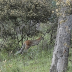 Notamacropus rufogriseus (Red-necked Wallaby) at Jerrabomberra, NSW - 30 Oct 2021 by SteveBorkowskis