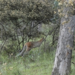 Notamacropus rufogriseus (Red-necked Wallaby) at Mount Jerrabomberra QP - 30 Oct 2021 by Steve_Bok