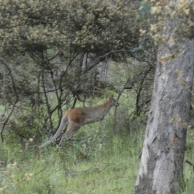 Notamacropus rufogriseus (Red-necked Wallaby) at Mount Jerrabomberra QP - 30 Oct 2021 by Steve_Bok