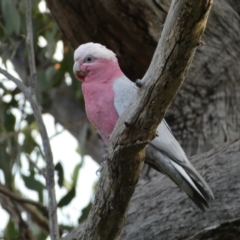 Eolophus roseicapilla (Galah) at Jerrabomberra, NSW - 30 Oct 2021 by Steve_Bok