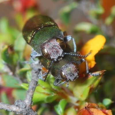 Melobasis propinqua (Propinqua jewel beetle) at Lower Cotter Catchment - 28 Oct 2021 by Harrisi