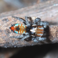 Maratus calcitrans (Kicking peacock spider) at Cotter River, ACT - 28 Oct 2021 by Harrisi