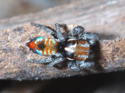 Maratus calcitrans (Kicking peacock spider) at Cotter River, ACT - 28 Oct 2021 by Harrisi