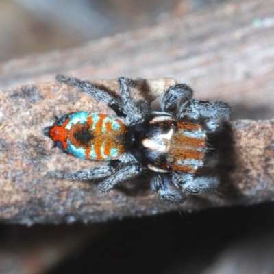 Maratus calcitrans (Kicking peacock spider) at Lower Cotter Catchment - 28 Oct 2021 by Harrisi